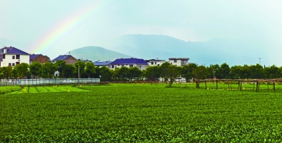綠色是理念，更是行動