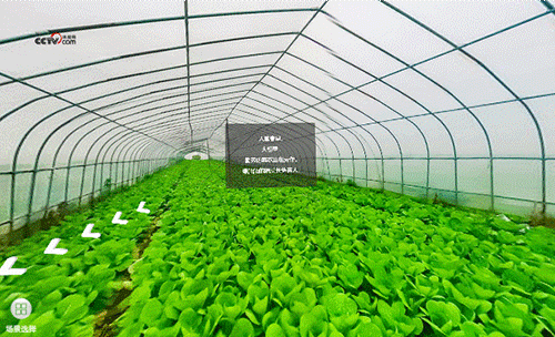 勤勞的菜農正在勞作，綠油油的蔬菜長勢喜人。
