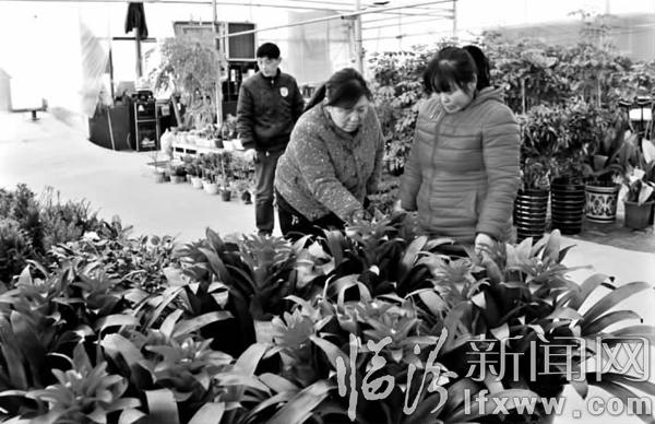 曲沃縣福海花卉市場迎來市民選購熱潮