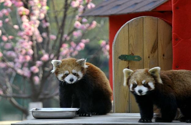 春日里，臨汾動物園寶寶們迎暖陽盡顯萌態(25張)